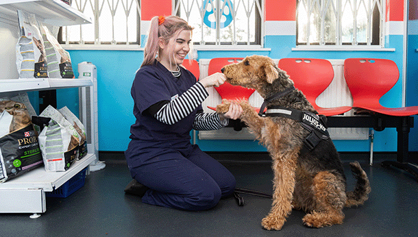 Reception dog